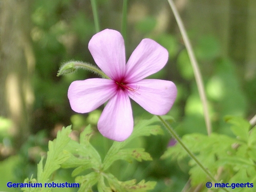 Geranium robustum